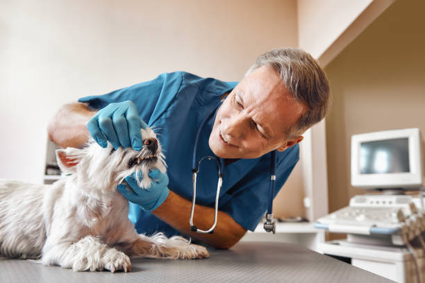 Best Urgent Care for Lost Fillings or Crowns in Pocasset, MA